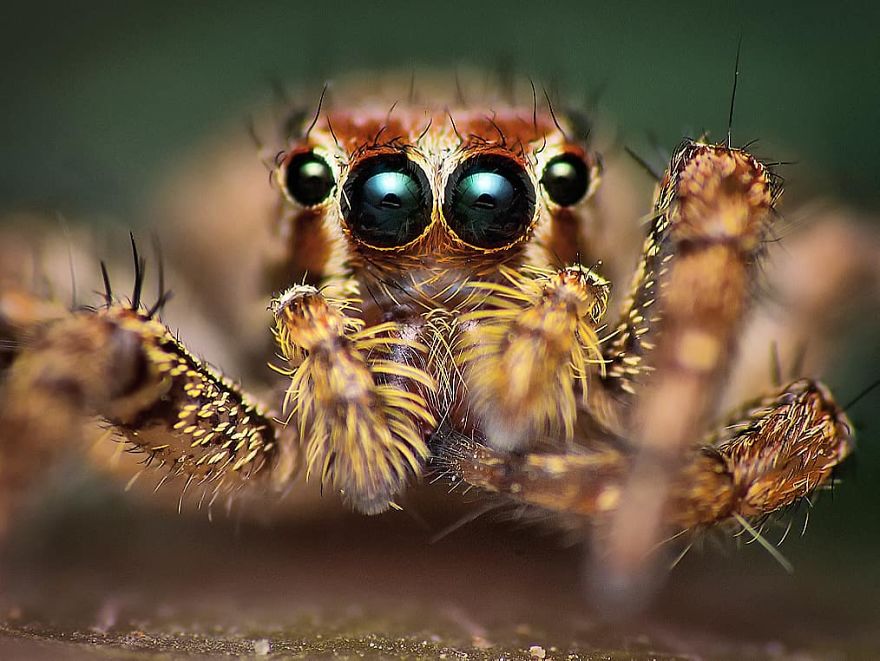 Incredible Photos Of An Indian Who Presents Insects In A Unique Way