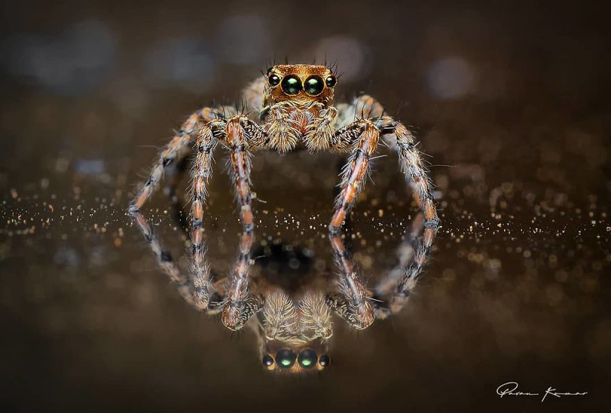 Incredible Photos Of An Indian Who Presents Insects In A Unique Way