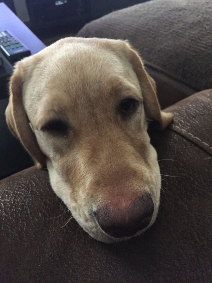 The Story Of My Service Doge, Chopper