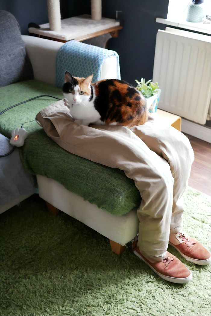 Couple Trick Their Super Clingy Cat By Creating A Fake Lap For Her To Sit On And She Loves It
