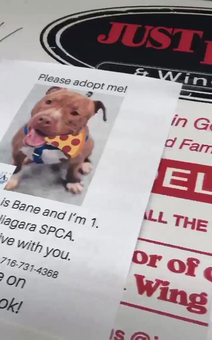 Pizza Place Helps Local Shelter Get Dogs Adopted By Putting Their Photos On Pizza Boxes