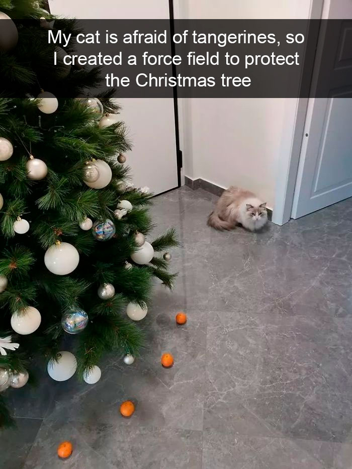 Cat-Snapchat-Funny