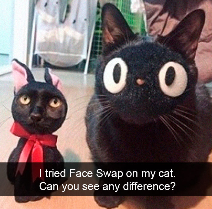 Cat-Snapchat-Funny