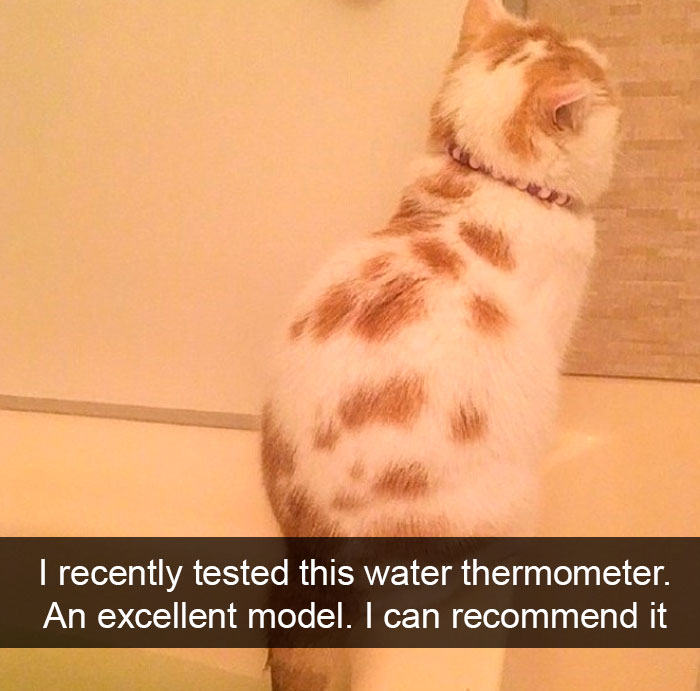 Cat-Snapchat-Funny