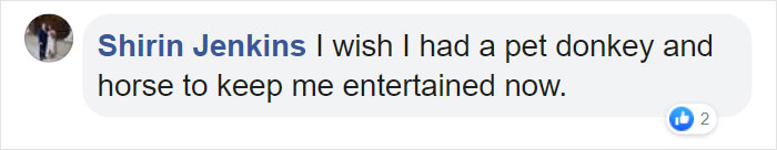 Arnold Schwarzenegger Is Self-Isolating At Home With His Mini Horse, Whiskey And Pet Donkey During Quarantine Arnold Schwarzenegger Is Self-Isolating At Home With His Mini Horse, Whiskey And Pet Donkey During Quarantine