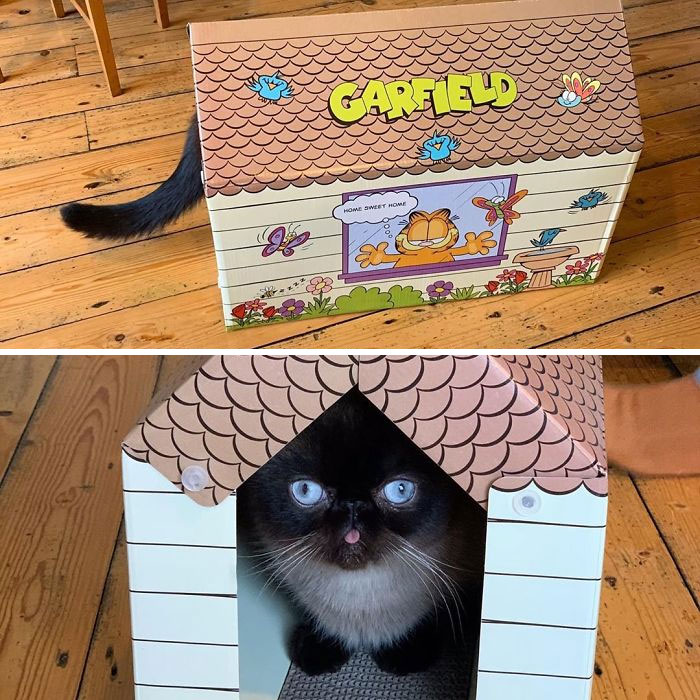 Funny-Cat-King-Of-Blep-Ikiru