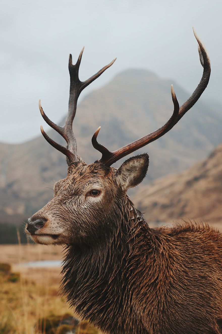 Wild Stag