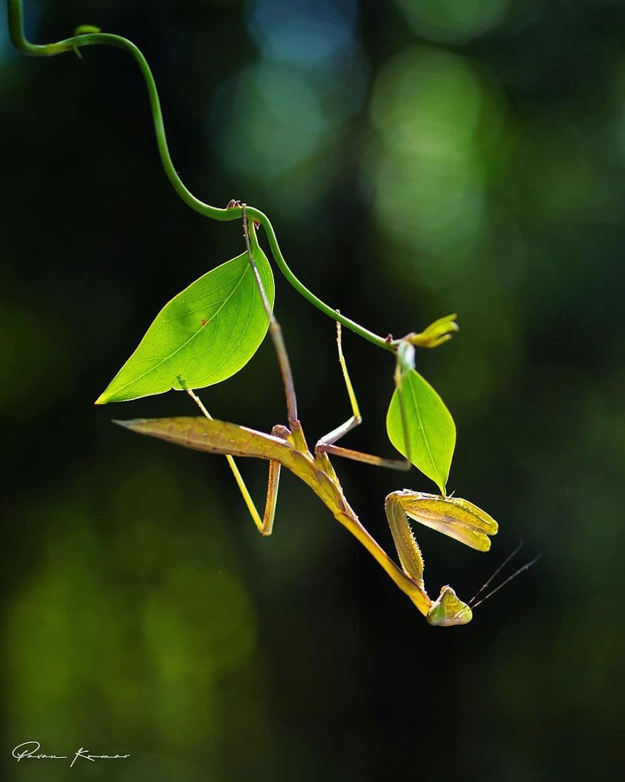 Incredible Photos Of An Indian Who Presents Insects In A Unique Way