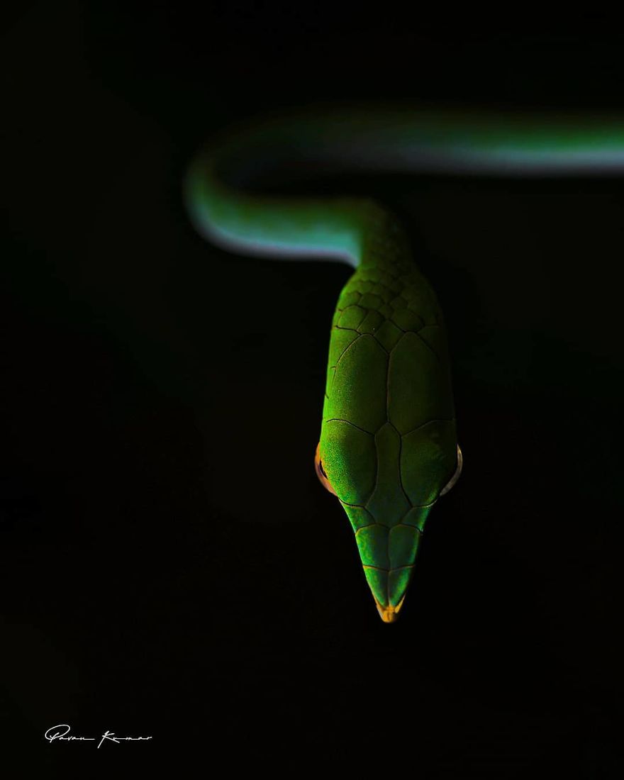 Incredible Photos Of An Indian Who Presents Insects In A Unique Way