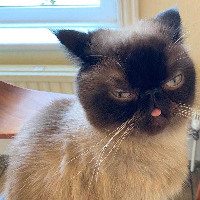 Funny-Cat-King-Of-Blep-Ikiru