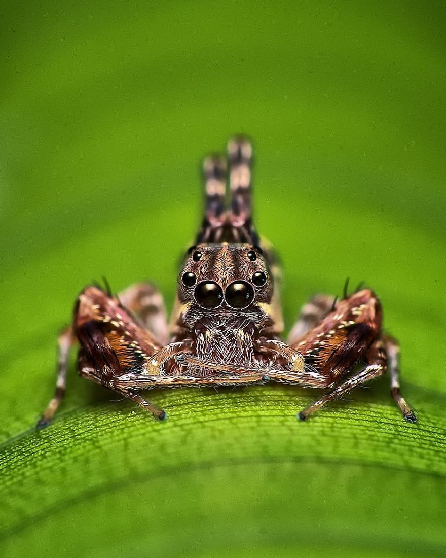 Incredible Photos Of An Indian Who Presents Insects In A Unique Way