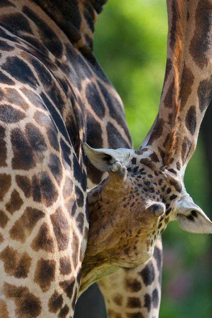 I Photograph Zoo Animals As If They Were Free