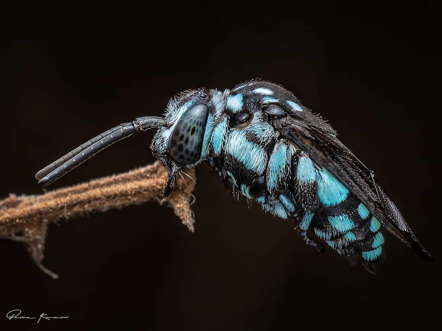 Incredible Photos Of An Indian Who Presents Insects In A Unique Way