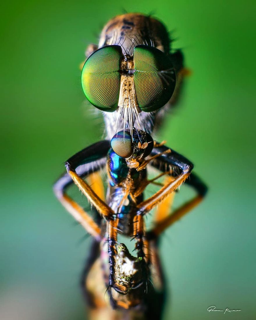 Incredible Photos Of An Indian Who Presents Insects In A Unique Way