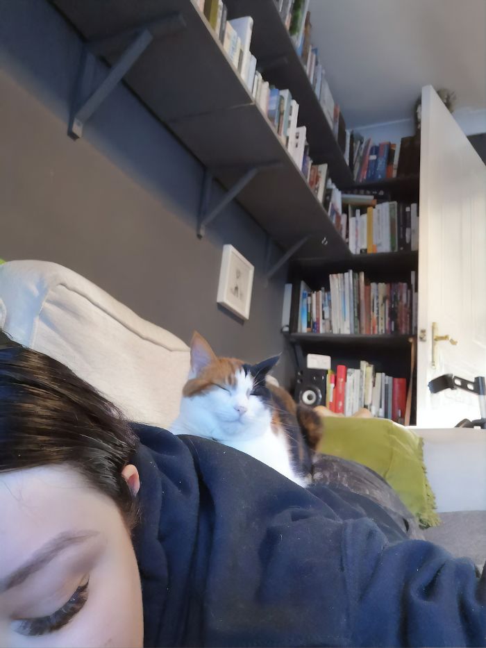 Couple Trick Their Super Clingy Cat By Creating A Fake Lap For Her To Sit On And She Loves It Couple Trick Their Super Clingy Cat By Creating A Fake Lap For Her To Sit On And She Loves It