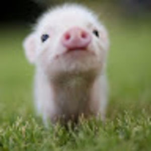 clairebrown_2 avatar