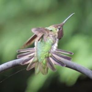 ccoyle-counselling avatar