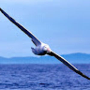 robertalberti avatar