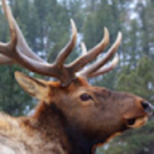 timothywheeler avatar