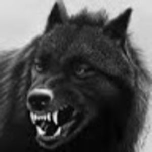 German Rottweiler#16