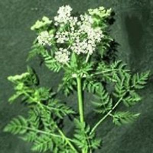 waterhemlockbuffalo avatar