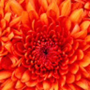 crystalpoeschel avatar