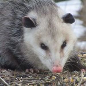 fischbach_karen avatar