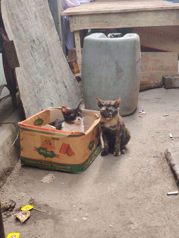 I Found This Two Baby Cat In Street And Adopt Them Today
