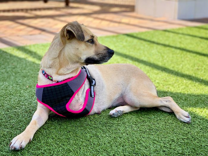 I Thought I Adopted A Dog Last Week, Turns Out I Actually Adopted A Model