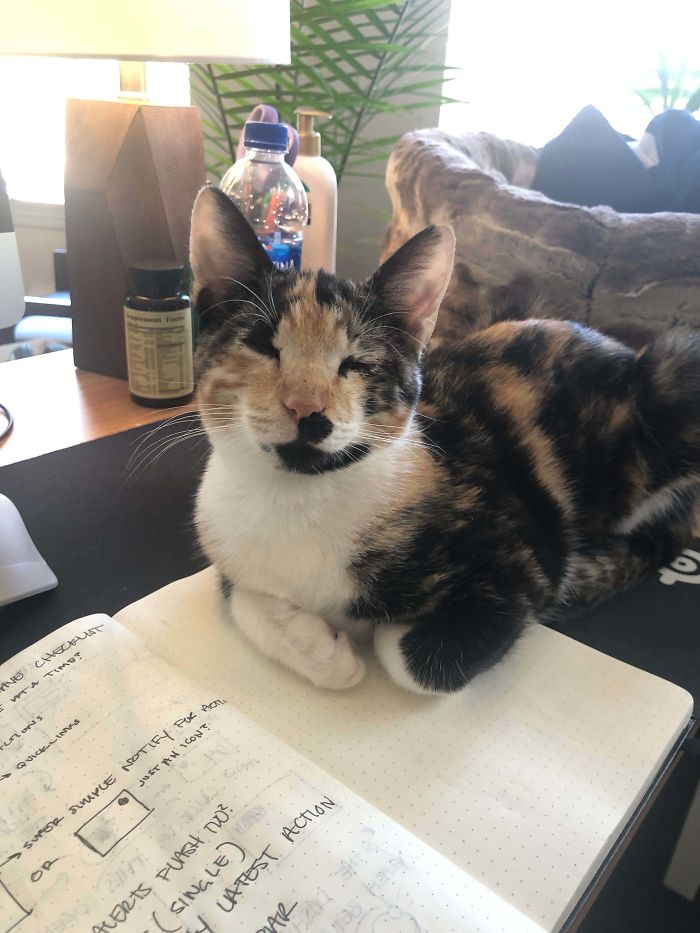 Just Adopted This Sweetheart Who Loves Being My Desk Buddy!