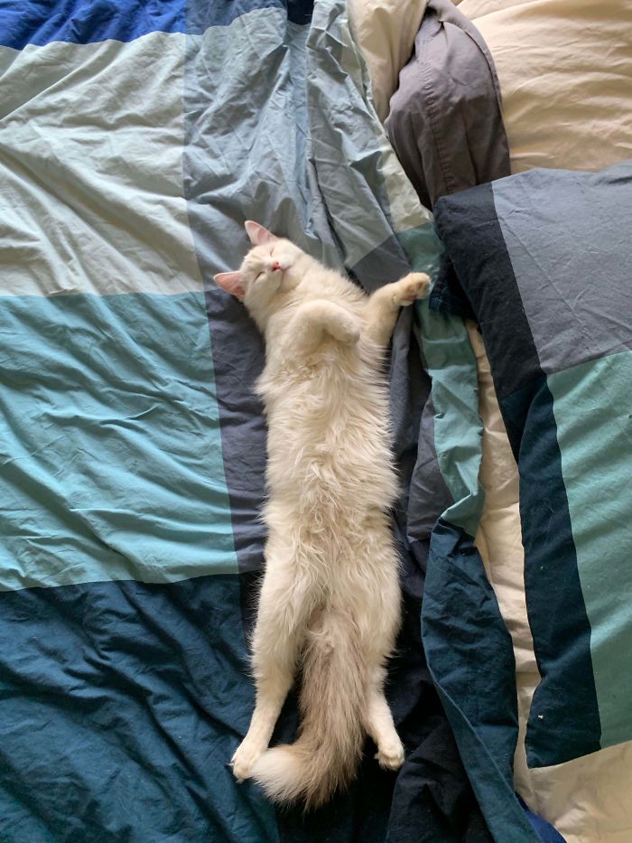 Second Day After Being Adopted. Seems Pretty Relaxed If You Ask Me!