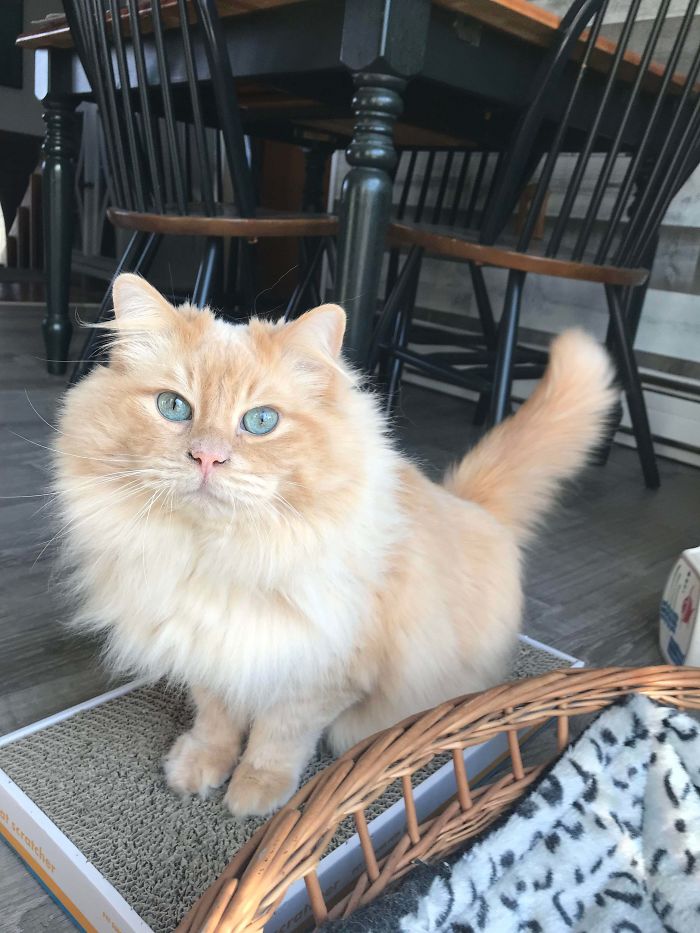 Can You Believe This Guy Was At The Shelter For 5 Months Before We Adopted Him