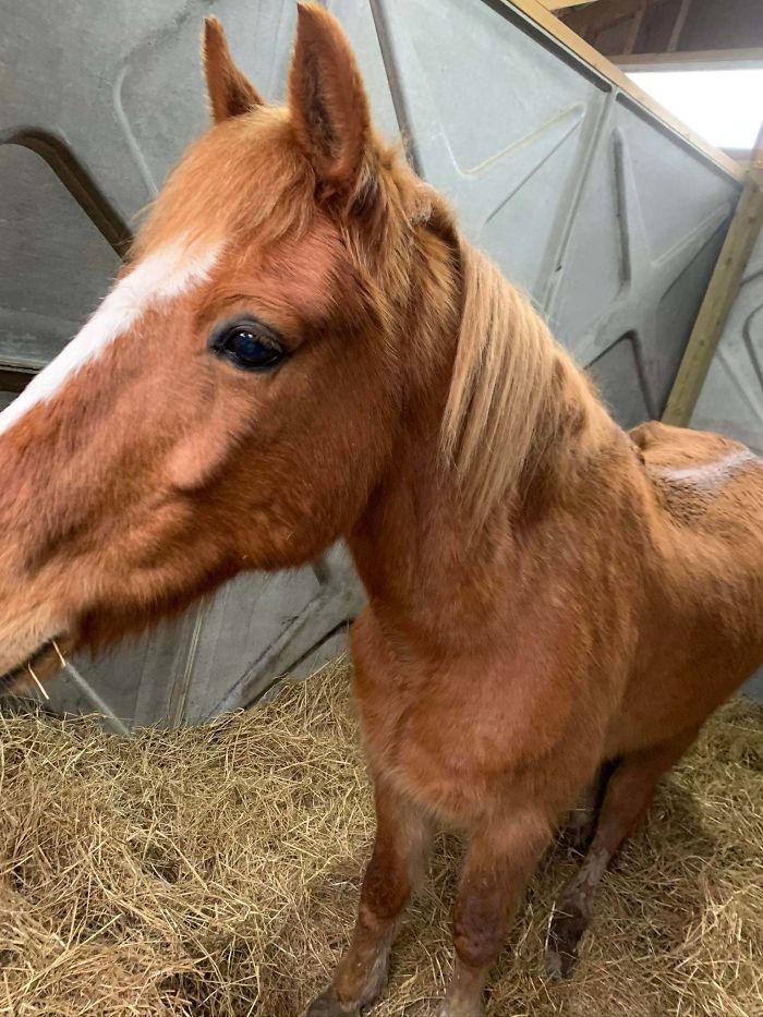 Adopted A Pony From A Sanctuary And He’s Very Underweight. Help Me Fatten Him Up.