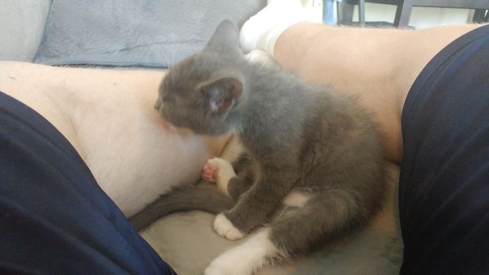 Rescue Kitten Sitting Like A Human And Licking My Leg.