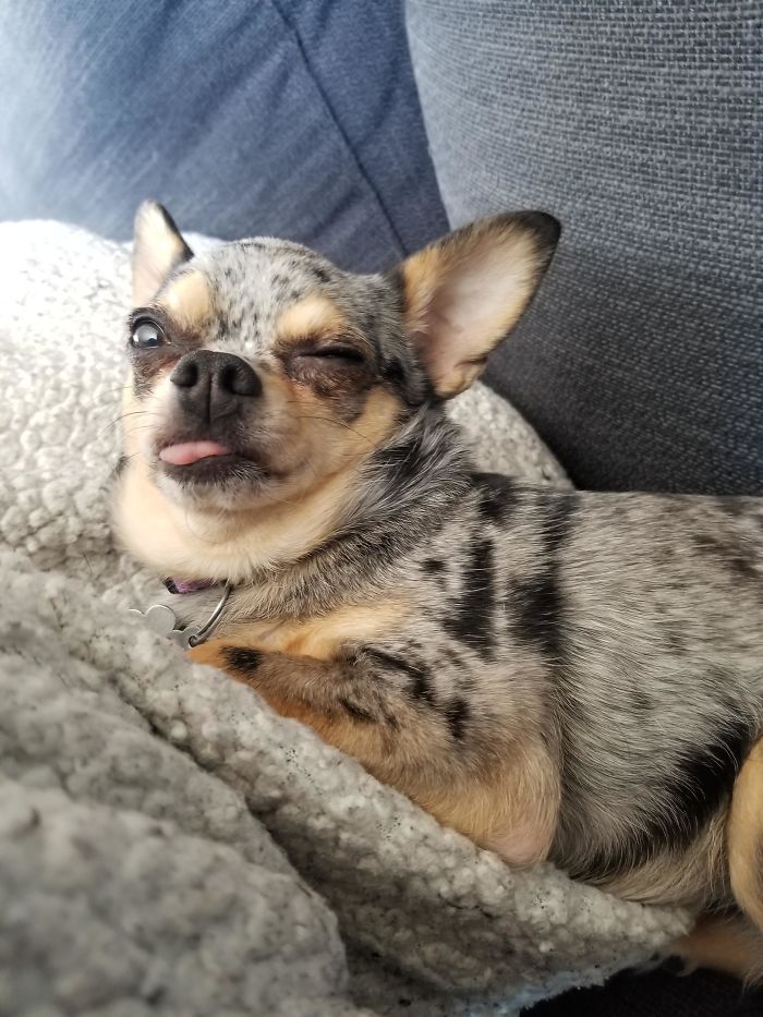 Sleepy Idiot. My Rescue Girl Has No Front Teeth
