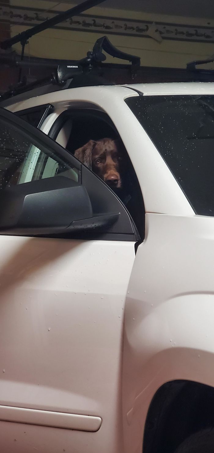 After A 4hr Drive To Rescue Her It Took Me Another 2hrs To Coax Lucy Out Of My Suv