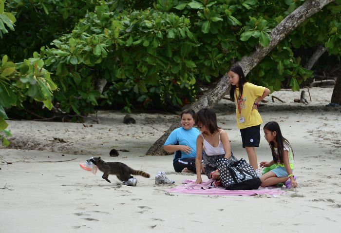 Masked Thief Steals Bag Off The Beach In Costa Rica