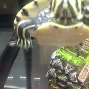 chasesingleton05 avatar