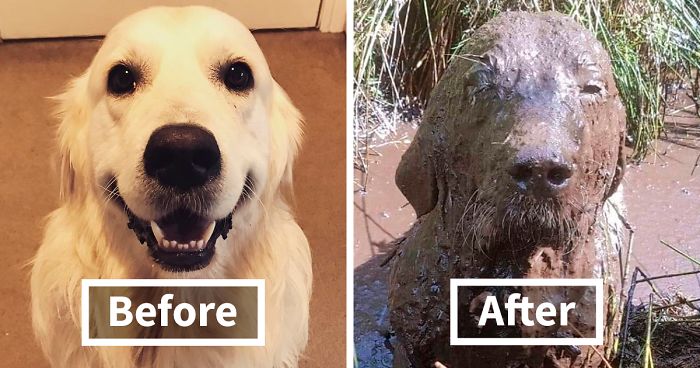 30 Reasons You Should Never Let Your Dog Play In The Mud (New Pics)
