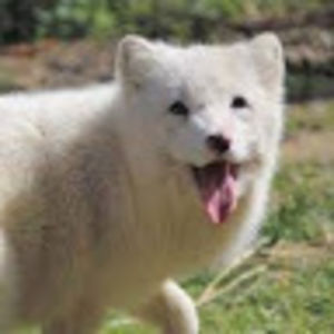 toriduffekflores avatar