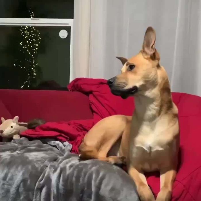 Adopted A Scooby-Doo