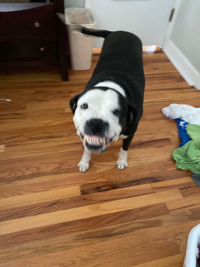 Rescue Pit Mix Jelly Bean Loves To Smile