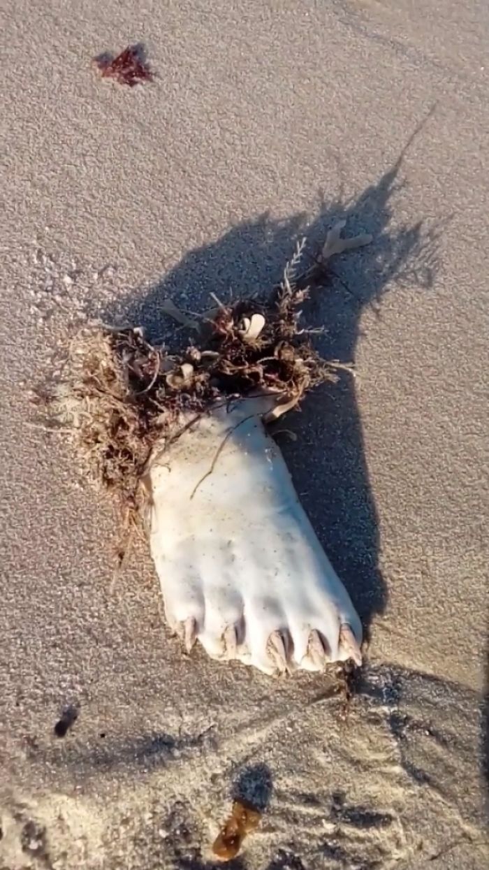 Found On The Norfolk (UK) Coast. Very Soft And Floppy, Pale Pink But Not Rotten Or Water Bloated. What Is This?