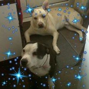 gillpjons1966 avatar