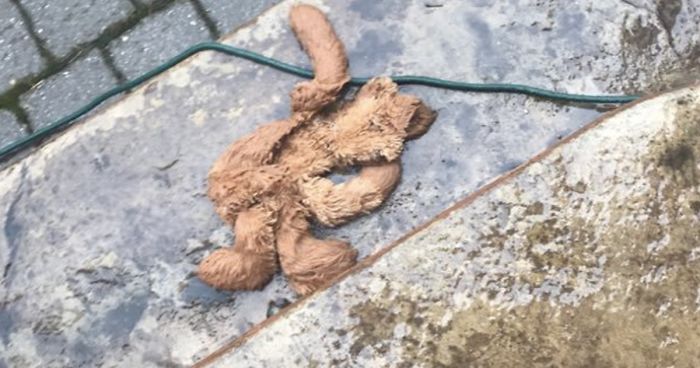 Wholesome Dad Finds Dog’s ‘Baby’ Dying In The Rain, ‘Hospitalizes’ It And Sends Live Updates To The Family