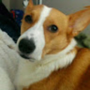 ginnywinkelman avatar