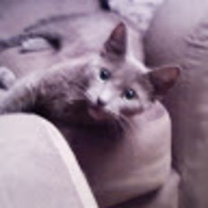 michellewarner avatar