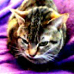 aylinickerson avatar