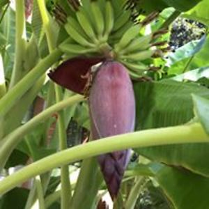 littlestbiglee avatar