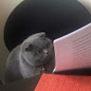 shahendaallami avatar